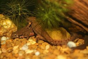 アカハライモリ