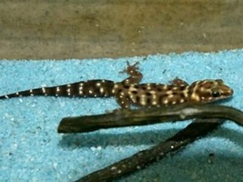 タイガーゲッコウ